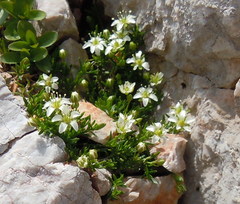 Moehringia ciliata