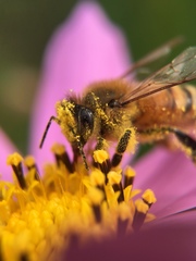 Apis mellifera