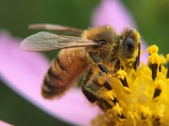 Apis mellifera
