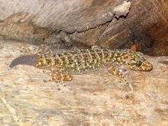Phyllodactylus tuberculosus