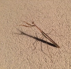 Tenodera australasiae