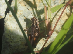Acrididae