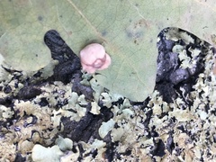 Cynips douglasii