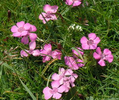 Dianthus alpinus