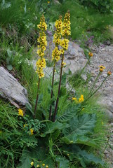 Verbascum alpinum