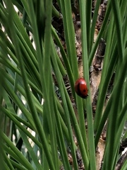 Coccinellini