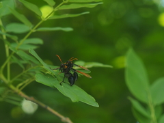 Delta pyriforme circinale