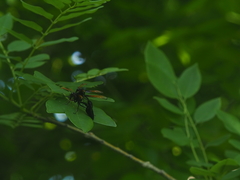 Delta pyriforme circinale