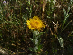 Pentanema helenioides