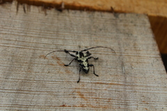 Steirastoma marmoratum