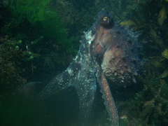 Macroctopus maorum