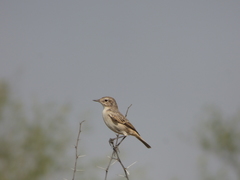 Saxicola macrorhynchus