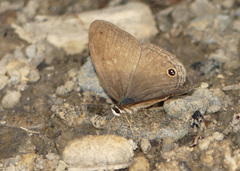 Cissia proba