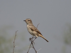 Saxicola macrorhynchus