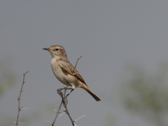 Saxicola macrorhynchus