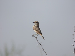 Saxicola macrorhynchus