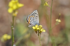 Pseudophilotes bavius