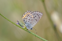 Pseudophilotes bavius