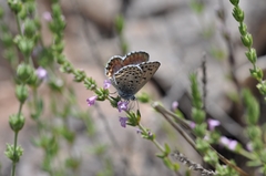 Pseudophilotes bavius