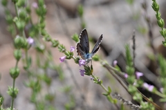 Pseudophilotes bavius