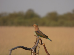Coracias benghalensis