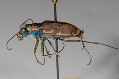 Cicindela ancocisconensis