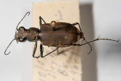 Cicindela ancocisconensis