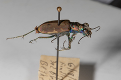 Cicindela ancocisconensis