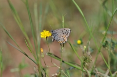Pseudophilotes bavius