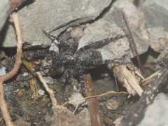 Lycosidae