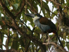 Andigena nigrirostris