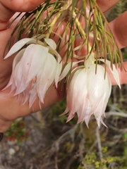 Serruria florida