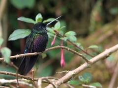 Coeligena helianthea