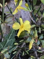 Jasminum nudiflorum