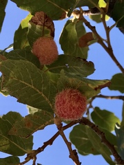 Cynips quercusnubila