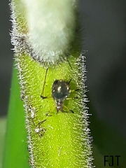 Aphididae