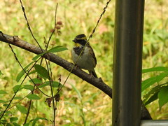 Emberiza elegans