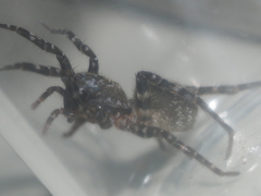 Lycosidae