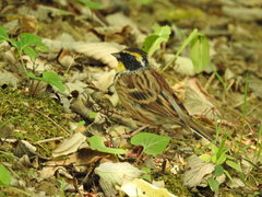 Emberiza elegans