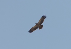 Aquila rapax