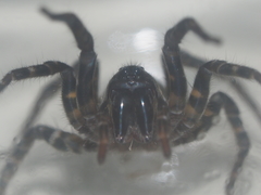Lycosidae