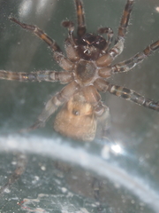 Lycosidae