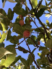 Cynips quercusnubila