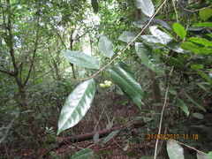 Desmopsis trunciflora