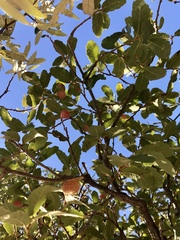 Cynips quercusnubila