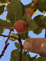 Cynips quercusnubila