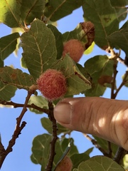 Cynips quercusnubila