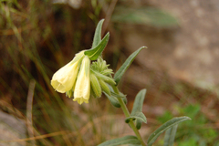 Onosma heterophylla