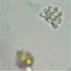 Anthophysa vegetans