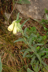 Onosma heterophylla